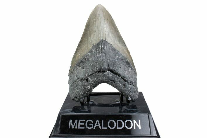 Fossil Megalodon Tooth - North Carolina #381360